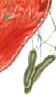 Helicobacter Pylori